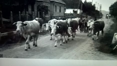 Állattartás Kisbodakon    1960  előtti időszakban