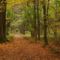 Moretti Gemma: Őszül az erdő