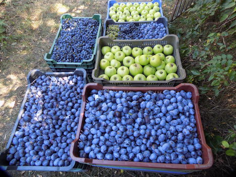 Vegyes teríték.