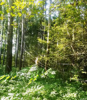 Hálót szőttek a pókok a Gombócosi erdőben, Lipót 2020.09.14.-én 1