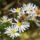 Aster_2129730_8101_t