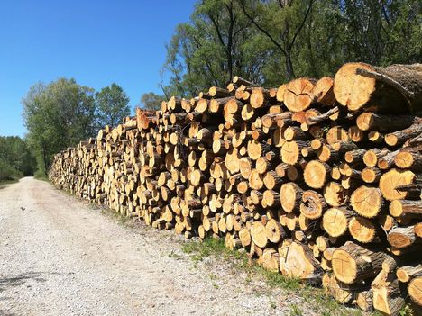 A Pálffy erdőben kitermelt fa továbbszállítás előtti deponálása, Kisbodak 2020.04.22.-én