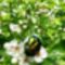  Aranyos virágbogár (rózsabogár) Cetonia aurata, a Lóvári erdőben, 2020.04.26.-án
