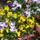 Arvacskak_212625_81146_t