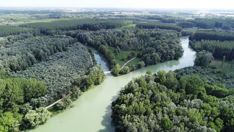 Felső-Jakab a Barkási Duna-ágak a Cikolaszigeti mellékág-rendszerben, Dunasziget 2019.július 23.-án