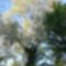 Gyönyörű szép szürke nyár az Aranyosszigeti erdőben, Mosonmagyaróvár 2020.04.23.-án