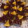 Makos_narancsos_szelet_2012123_6725_t