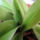 Paphiopedilum_insigne_1__2016_oktober_22_2012881_6504_t