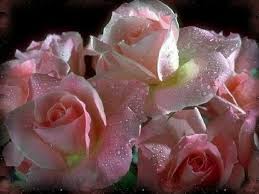 " Mama látod rózsák ,hoztam Neked én " dal Komár