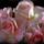 _mama_latod_rozsak_hoztam_neked_en__dal_komar_2131828_2800_t