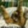 Kave_2131489_6421_t