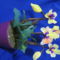 különleges orchideák