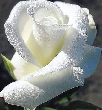 Mama látod rózsák , Édesanyámra emlékezek Erzsébet  napján , fájó szívvel szeretettel!!