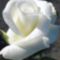 Mama látod rózsák , Édesanyámra emlékezek Erzsébet  napján , fájó szívvel szeretettel!!