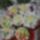 Mini_tortacskak_2131641_1607_t