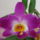 Dendrobium_nobile_hibrid_2-001_2132258_3425_t