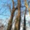 A hédervári Héderváry kastélypark különleges fája, 2020.12.14-én