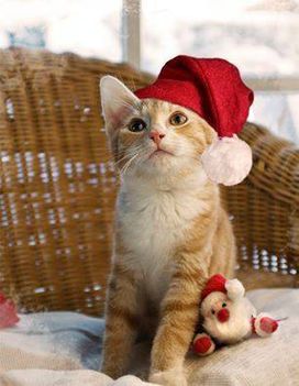 Karácsonyi cicus! 