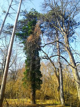Pálffy szigeten még két fenyőfa jelzi a Francz család kiskertjének a helyét, Kisbodak 2021.02.26-én