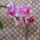 Phalaenopsis_hybrid_lepkeorchidea_hibrid_1_2137469_7333_t
