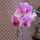 Phalaenopsis_hybrid_lepkeorchidea_hibrid_2_2137470_1534_t