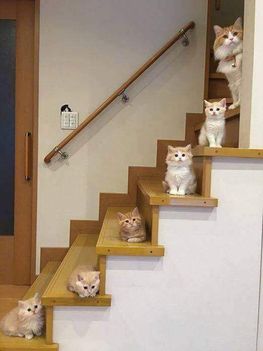 Cica lépcső !