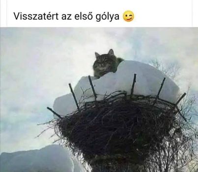 Első gólya !