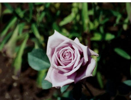 a lila rózsám