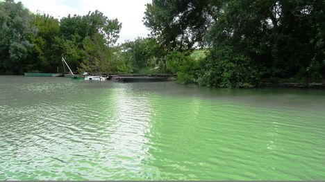 Ásványi Duna-ág Szigetközi hullámtéri vízpótlórendszerben, Ásványráró 2016. július 14.-én 5