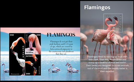 Flamingók