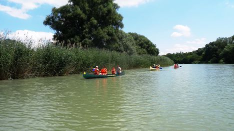 Görgetegi Duna-ág Szigetközi hullámtéri vízpótlórendszerben, Dunakiliti 2016. július 13.-án 5