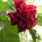 Kínai rózsa