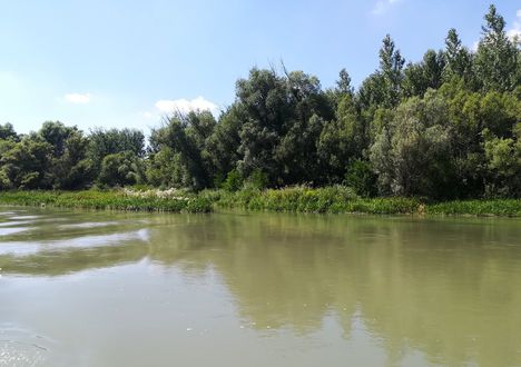 Mosoni-Duna jobb partja a Cvika feletti szakaszon , Kimle 2019. augusztus 24.-én
