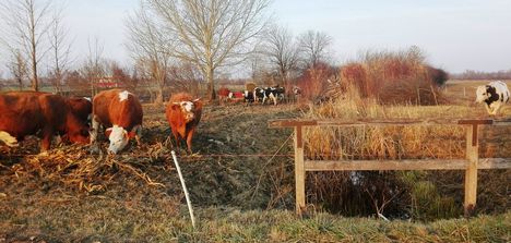 Szarvasmarhák szabad tartása a Renyhei karély mellett, Lipót 2016. november 23.-án 3