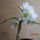 Dendrobium_nobile_hibrid_1-002_2141820_2167_t