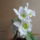 Dendrobium_nobile_hibrid_2-002_2141821_5456_t