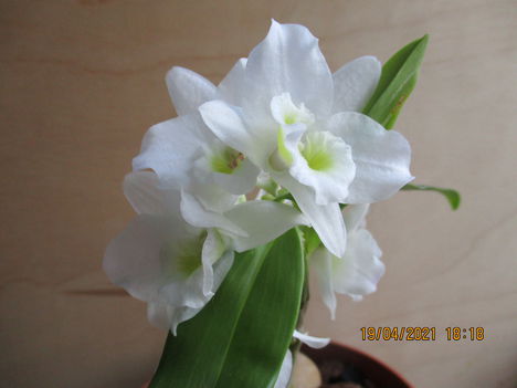 Dendrobium nobile hibrid 3