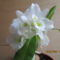 Dendrobium nobile hibrid 3
