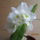 Dendrobium_nobile_hibrid_3-001_2141822_9159_t
