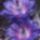 Egy_csoda__2142744_5093_t