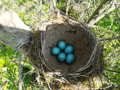Énekes rigó fészke és a tojásai a Nyárás szigeten, 2021.04.26-án 2