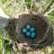 Énekes rigó fészke és a tojásai a Nyárás szigeten, 2021.04.26-án 2