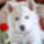 Szep_kutyo__2142648_1231_t