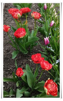 Tömött tulipánjaim 