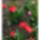 Tomott_tulipanjaim_2142356_5969_t