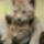 A_kis_hiuz_es_a_mamaja__2143215_6372_t
