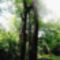 A hédervári Héderváry kastélypark különleges fája, 2021.05.20-án