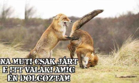 Ellenőrzés !