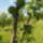 Hiznak_a_kajszibarackok_2144581_6141_t