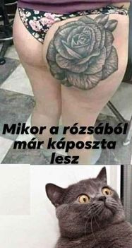 Káposzta !